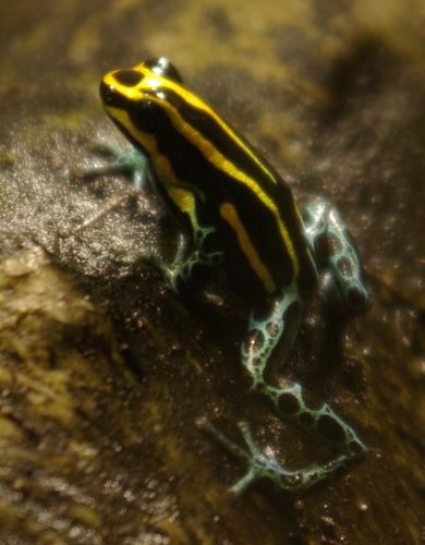 Reticulated poison frog